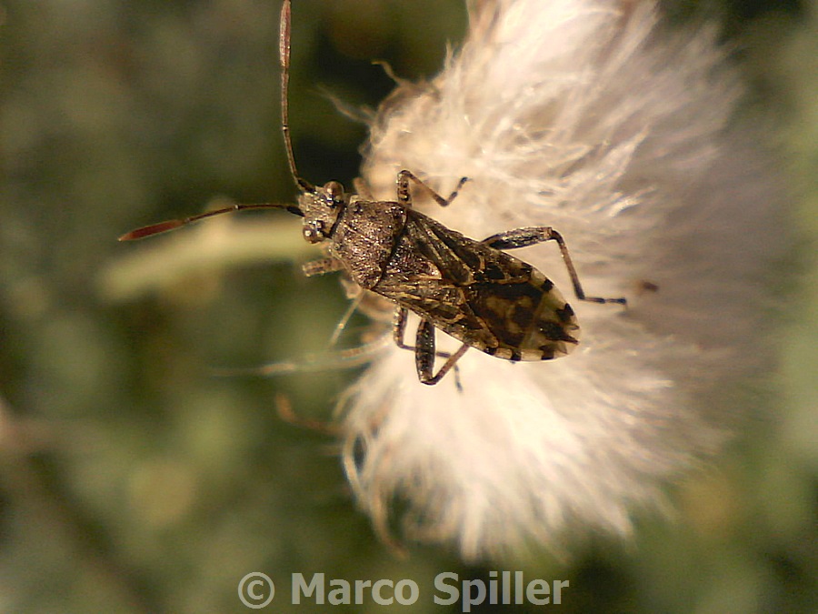 Rhopalidae: Stictopleurus sp.